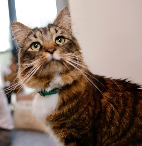 /Images/uploads/Humane Rescue Alliance/HRACalendarPhotoContest/entries/8507thumb.jpg
